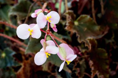 Tender white flowers of begonias. Growing flowers at home_