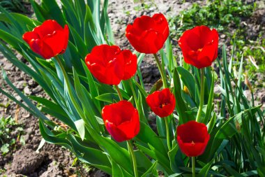 Red bright tulips in  garden. Sunny spring or summer day_