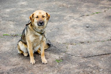 Lonely dog on  chain. Tied dog is bored. Copy spase for text_