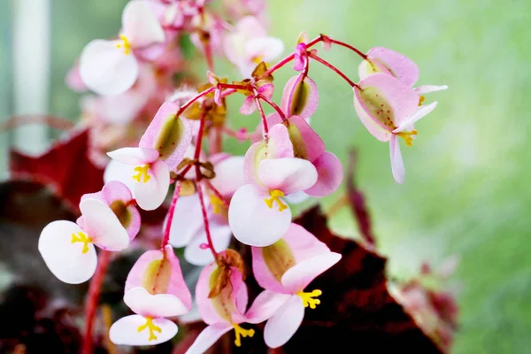 Tender white flowers of begonias on  window sill. Homemade flowe — Stock Photo, Image