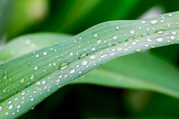Drops of dew on a leaf of grass. Drops of water on  grass after