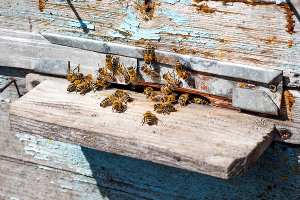 Bees fly into a beehive. Spring or summer in apiary_