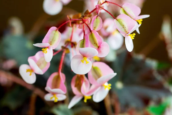 Pink flowers of begonias. Sale of indoor flowers_ — Stock Photo, Image