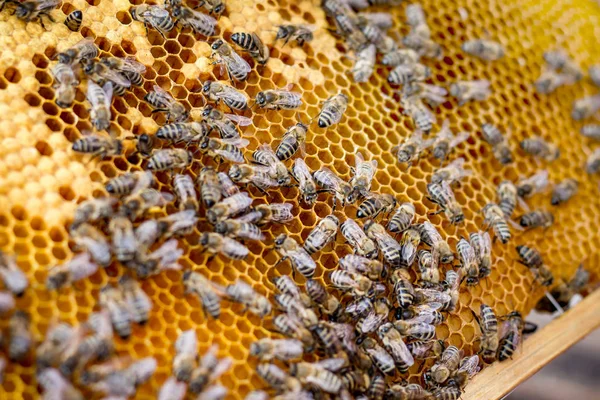 Bees on honeycomb frame. Honeycomb frames for sale_
