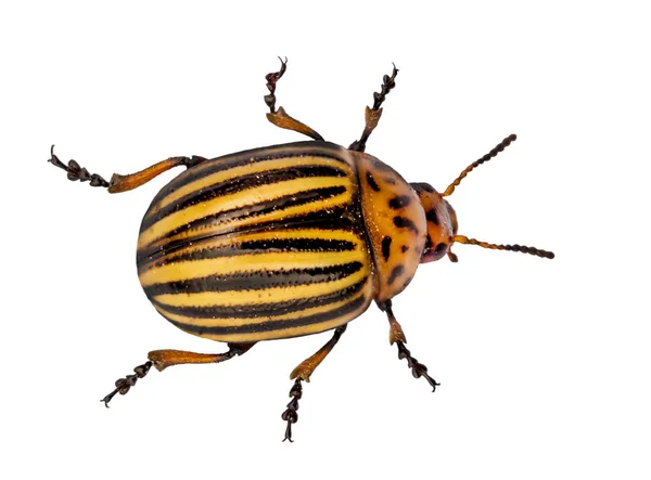 Escarabajo de Colorado sobre un fondo blanco aislado. Para su uso en desig — Foto de Stock
