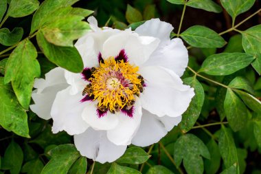 Ağaç benzeri Şakayık Bush büyük çiçek Bahçe spri üzerinde donatır