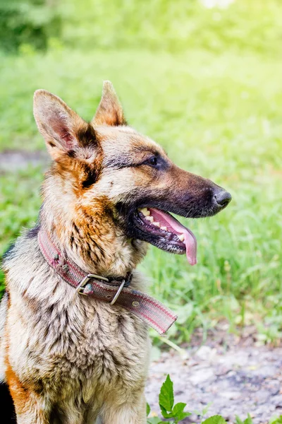 Retrato de perro de raza de pastor alemán en profil en la espalda — Foto de Stock
