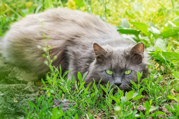 Gray fluffy cat lying  into the grass and tracks its booty_ — Stock Photo, Image