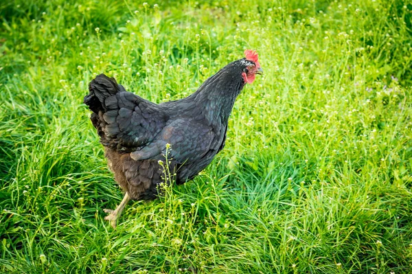 Fekete Csirke Zöld Élelmet Keresve Végig — Stock Fotó