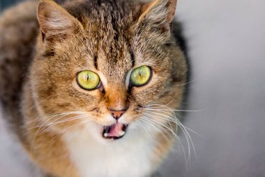 Yeşil gözlü güzel çizgili kedi ağlıyor, onun memnuniyetsizliğini ifade