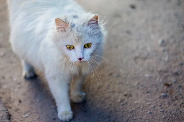 White fluffy cat goes down  street in search of food