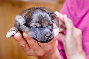 A woman holds in her arms and caress a newborn puppy  _