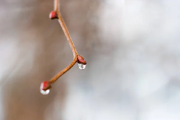 Naked branch of a tree with drops of rain in the spring_ — 스톡 사진