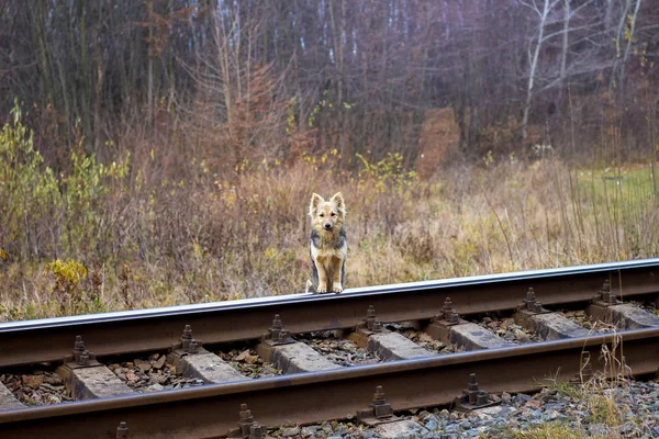 O cão está ao pé da estrada de ferro e à espera do seu mestre. — Fotografia de Stock
