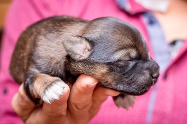 A man holds a newborn puppy in his hand. Caring for and caring f