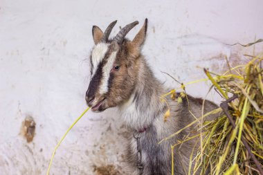 Goat eats hay in the winter at the farm. Breeding of pets_