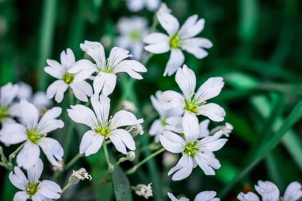 Kleine schöne weiße Blüten der Zigeunerin. Frühlingsblumen in t — Stockfoto