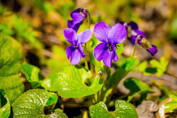 Blüten von Veilchen im Wald an einem klaren, sonnigen Frühlingstag _ — Stockfoto