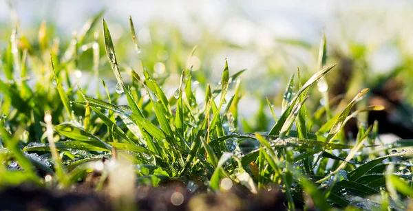 Regentropfen auf dem Gras funkeln gegen die Sonne _ — Stockfoto