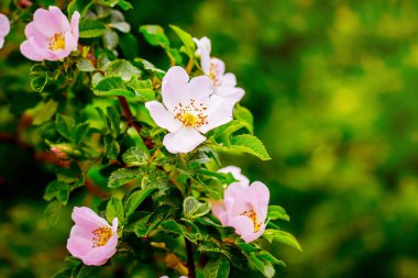 Pink flowers on bush of dog-rose on a bright spring day_