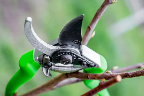 Nůžky na sekání větví stromů. Jarní práce v gardě — Stock fotografie