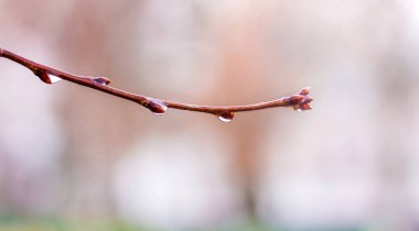Drops of rain on the wet branches of the tree in early spring_