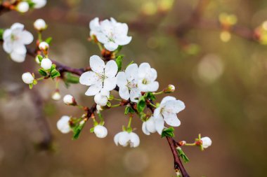 White flowers cherry. Cherry blossoms in the spring_