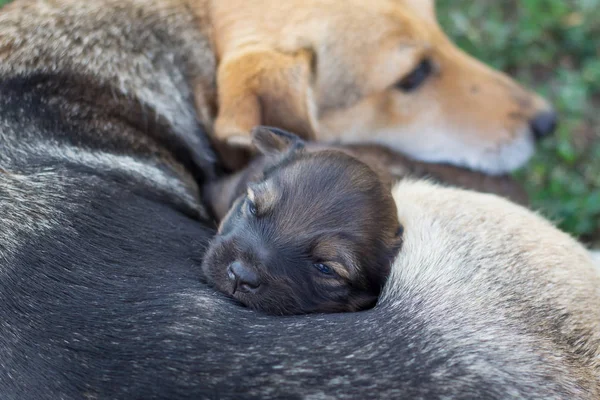 Newborn puppy near her mother. Caring for the little ones_ — ストック写真