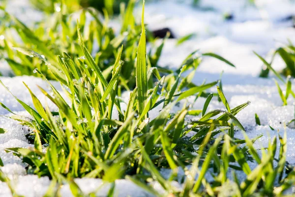 Winter wheat germins sprout through the snow_
