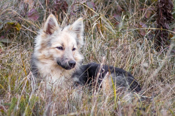 Un perro callejero en el bosque entre densos matorrales _ — Foto de Stock