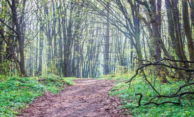 Wide road in the forest among the trees and spring greenery_