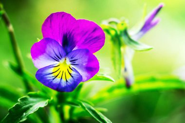 Bright blue-violet violet on a green background in the forest_