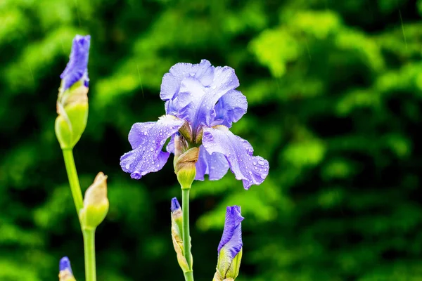 Iris viola fiore primo piano su uno sfondo verde scuro durante ra — Foto Stock