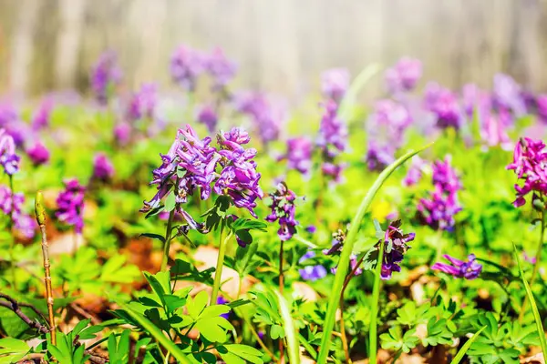 春の晴れた日に芝生の上の森の中の花Corydalis — ストック写真