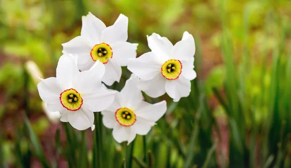 White flowers of daffodil. Spring flowers in the garden_ — Stock Photo, Image