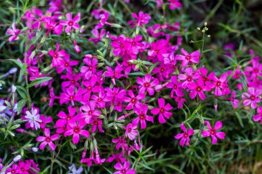Small pink flowers on the flowerbed. Flower background_