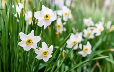 Yeşil arka planda beyaz nergisler. Greeti için bahar çiçekleri