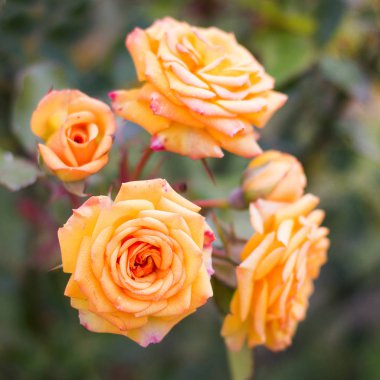 Bahçede portakal güllerinden bir çalılık. Koyu arkaplanda güller