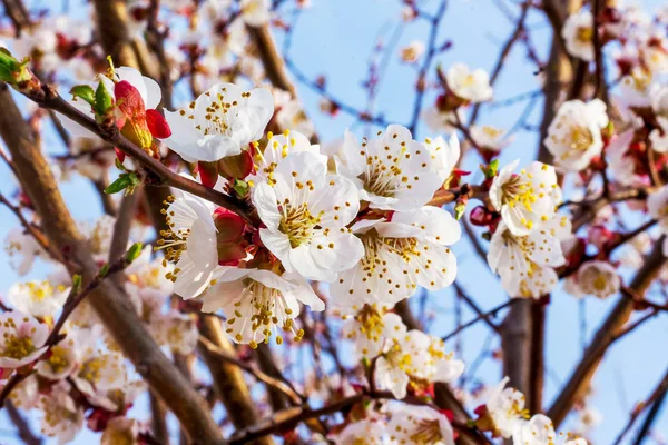 Plum blossom. White plum flowers on the background of the blue s