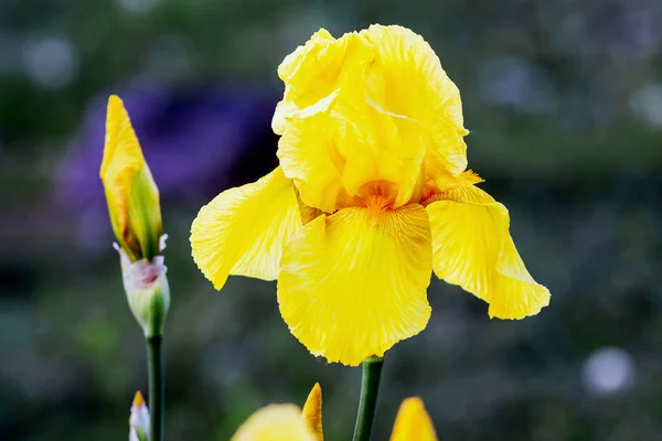 Flor amarilla de iris sobre fondo verde. Flores de primavera _ —  Fotos de Stock