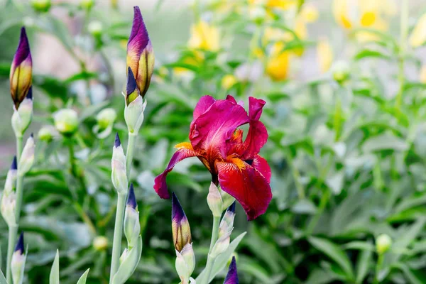 Red  flower  iris on a green background. Spring flowers_ — ストック写真