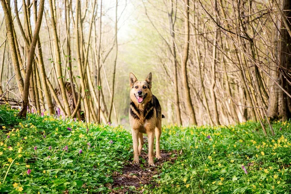 El perro está parado en un camino forestal en la primavera. Caminando en el sp — Foto de Stock