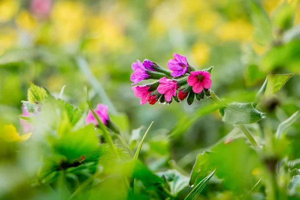 Pulmonaryanın çiçekleri parlak bir devin arka planına karşı — Stok fotoğraf