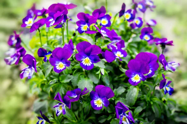 Blue violet flowers violets on a green background. Spring flower