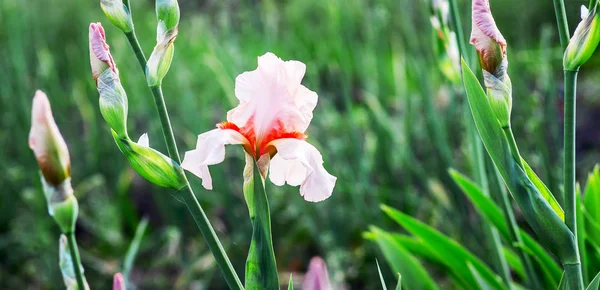 葉の間に緑色の背景に蕾を持つ虹彩のピンクの花 — ストック写真