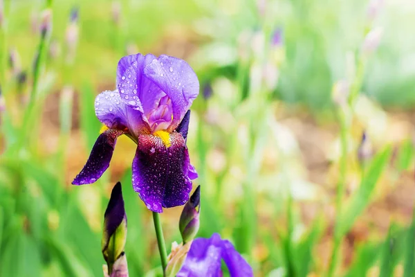 Purple flower of iris with buds on a light bright background _ — 스톡 사진