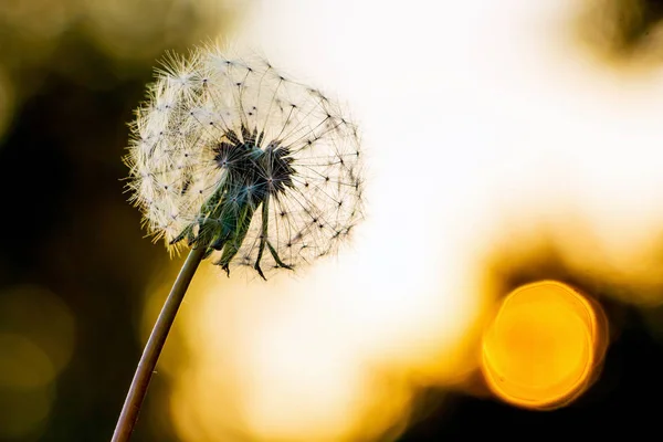 Dandelion with seeds against the sun in the evening_ — Stock Photo, Image