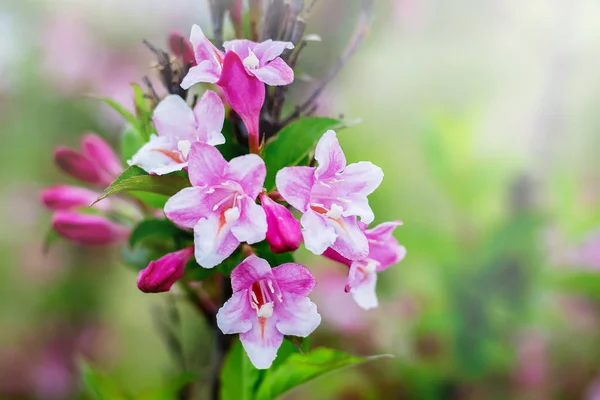 Pink flowers of azaleas against the background of green foliage_ — Stock Photo, Image