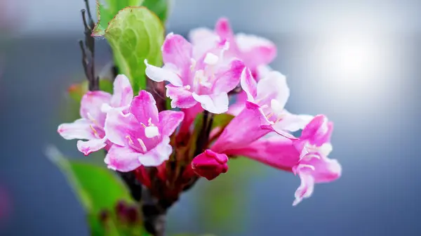 Pink flowers of azaleas on a blue background_ — Stock Photo, Image