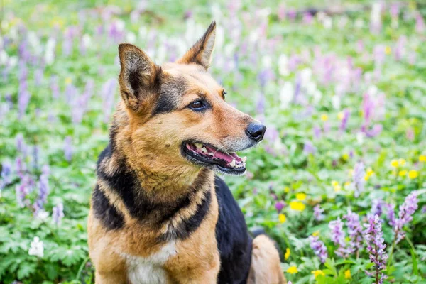 The dog sits in the forest on a lawn in the middle of spring flo — Stock Photo, Image